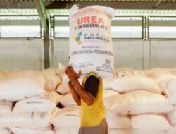 Petani Keluhkan Pengurangan Kuota Pupuk Bersubsidi, Ini Penjelasan Kadis Pertanian Torut
