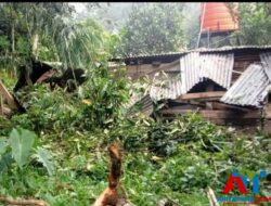 Pohon Tumbang Timpa Kandang Ternak Hingga Seekor Babi Mati Seketika